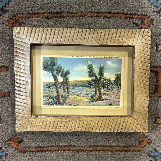 Framed Vintage Joshua Tree Postcard